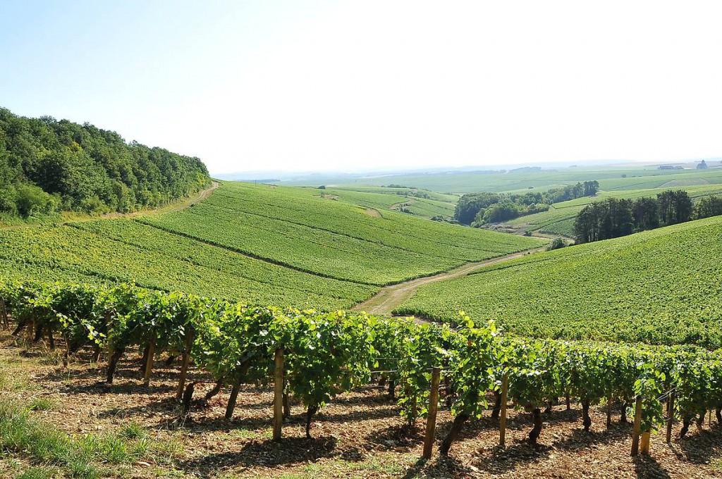 chablis